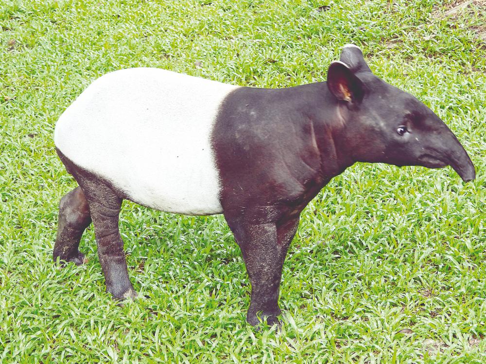 Working tirelessly to ensure survival of tapirs
