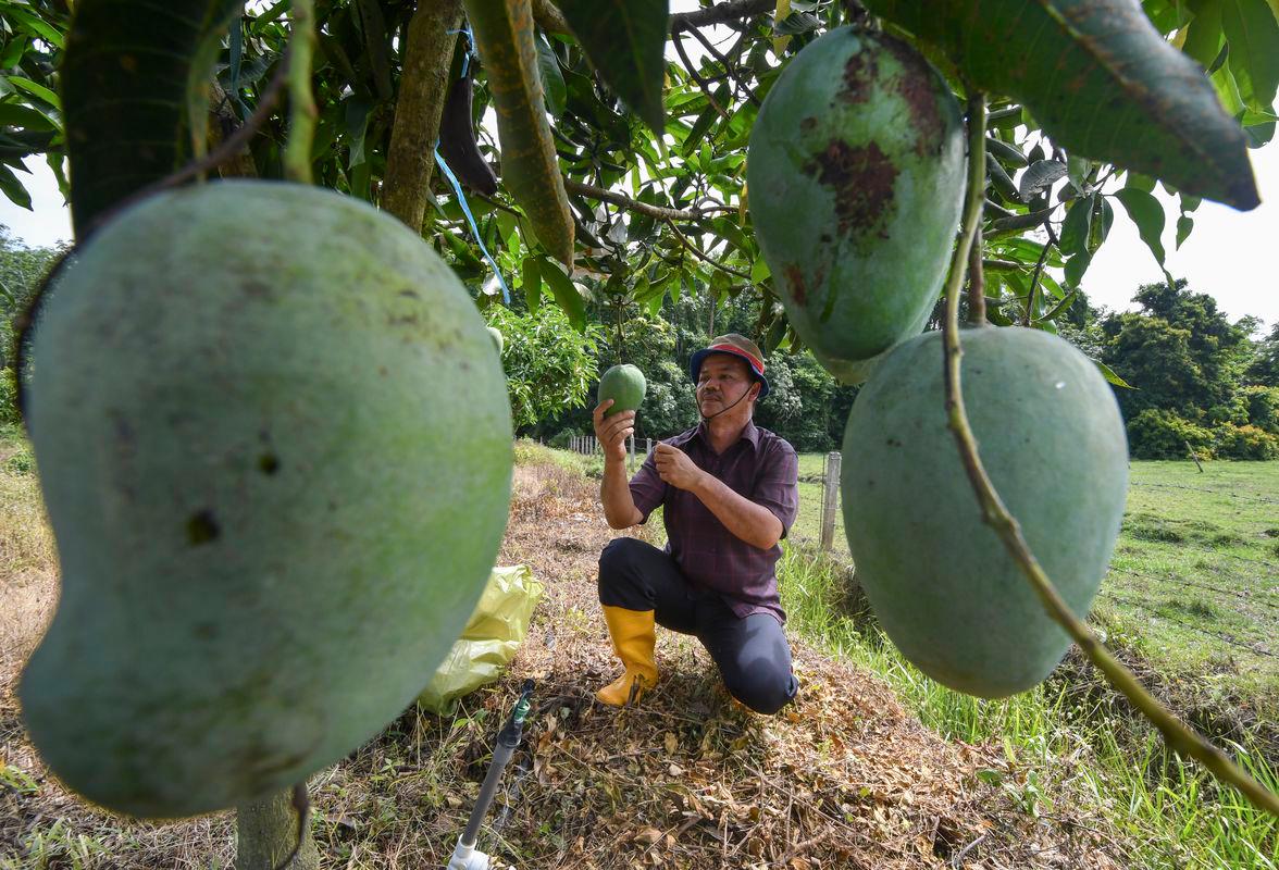 Zero sales tax on local fruits will strengthen national economy - Experts