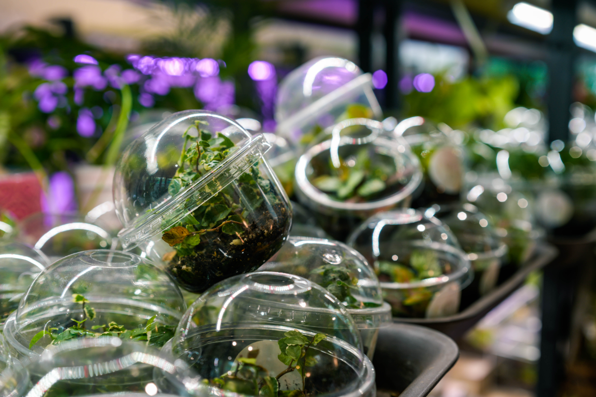 Why succulents fit so easily into modern urban homes