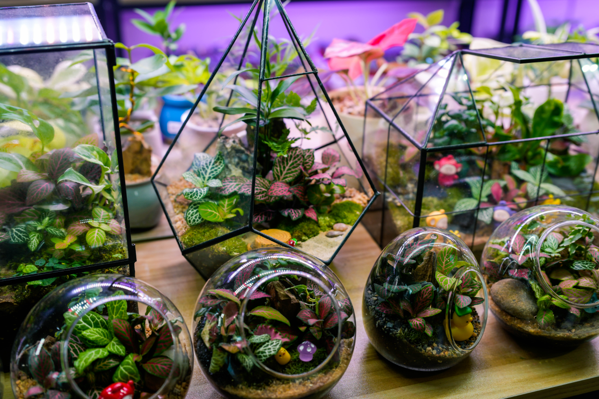 Why succulents fit so easily into modern urban homes