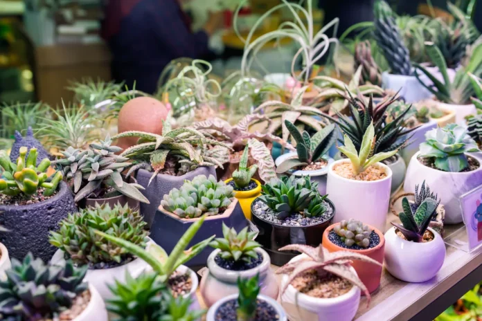 Succulents are resilient enough to recover from being cut or snapped, often growing roots and new shoots from damaged sections.