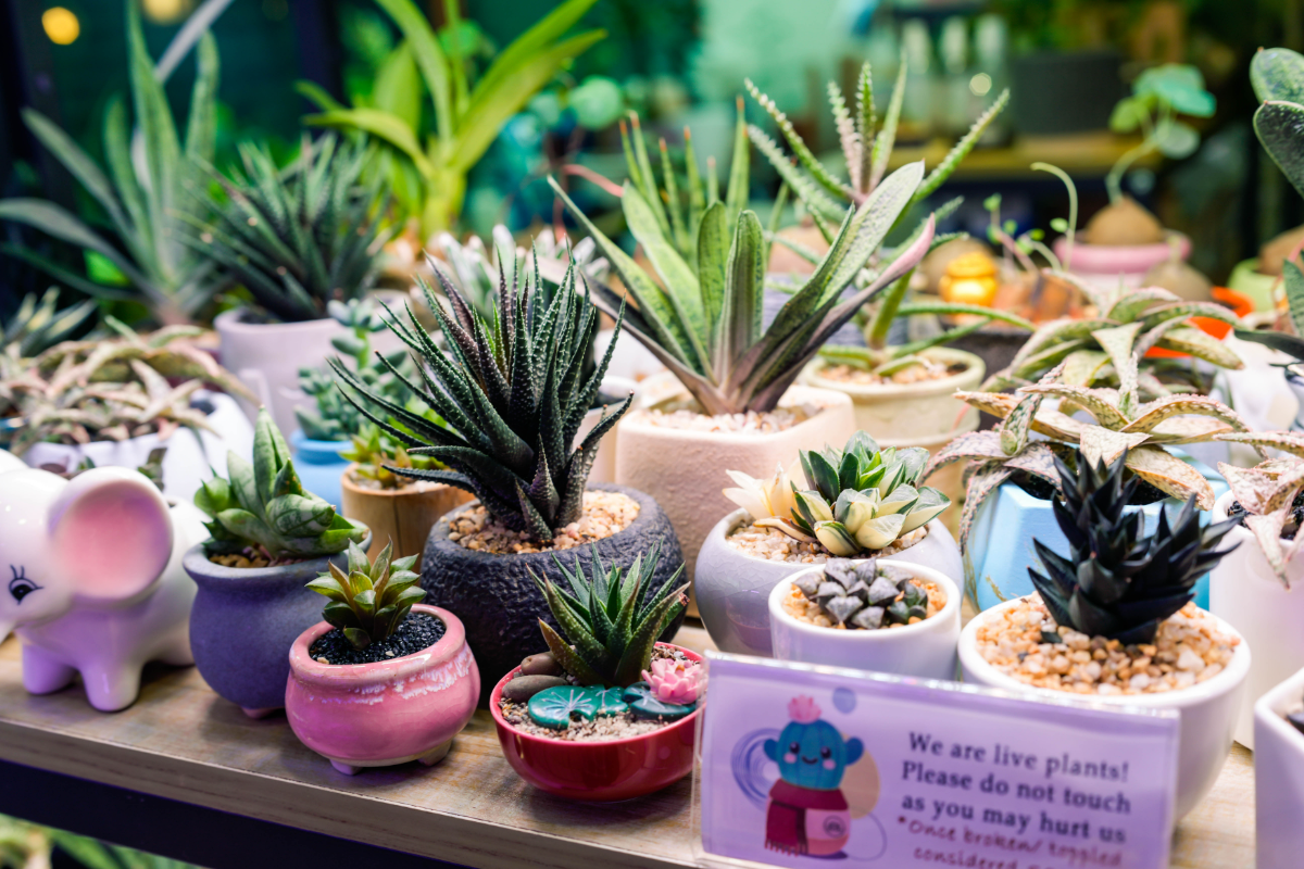 The chubbier a succulent’s leaves are, the less frequently it needs to be watered, as thicker leaves store more moisture.