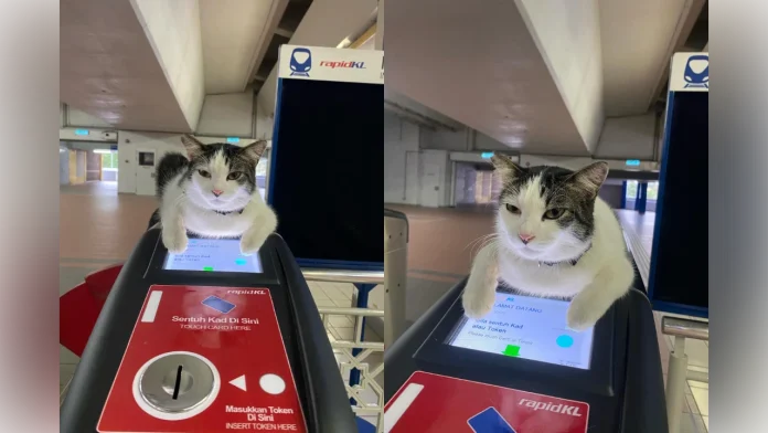 Cat on Rapid KL