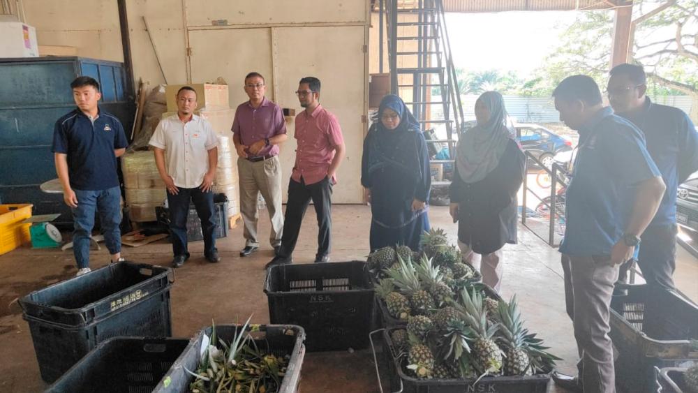  MPIB: Johor Pineapple Project to raise production via mechanisation 