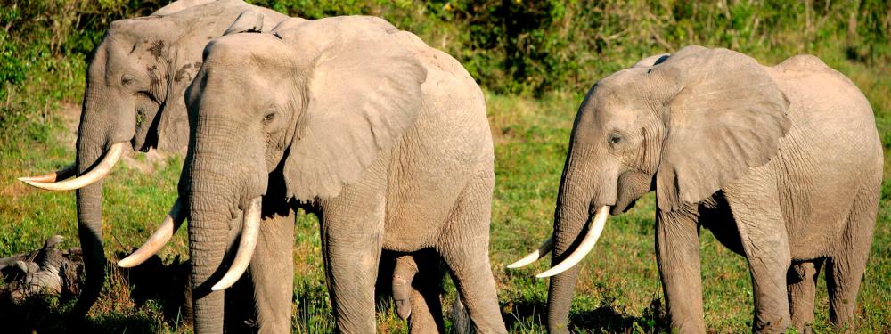 10 endangered animal species 10 endangered animal species