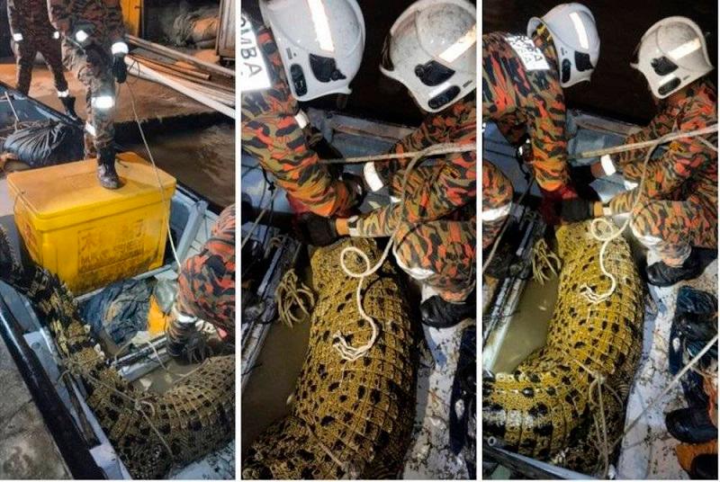 2-metre crocodile trapped in fishing net captured at Pulau Ketam 2-metre crocodile trapped in fishing net captured at Pulau Ketam