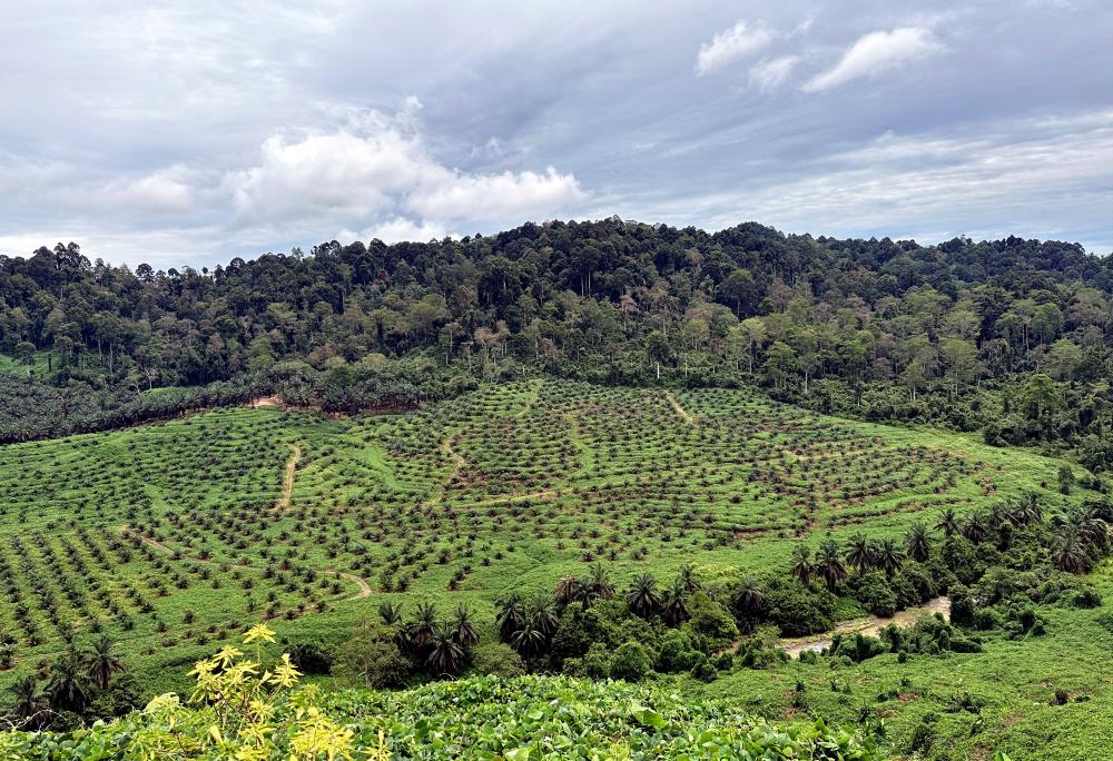 2023 a year of headwinds for Malaysia’s major commodities 2023 a year of headwinds for Malaysia’s major commodities