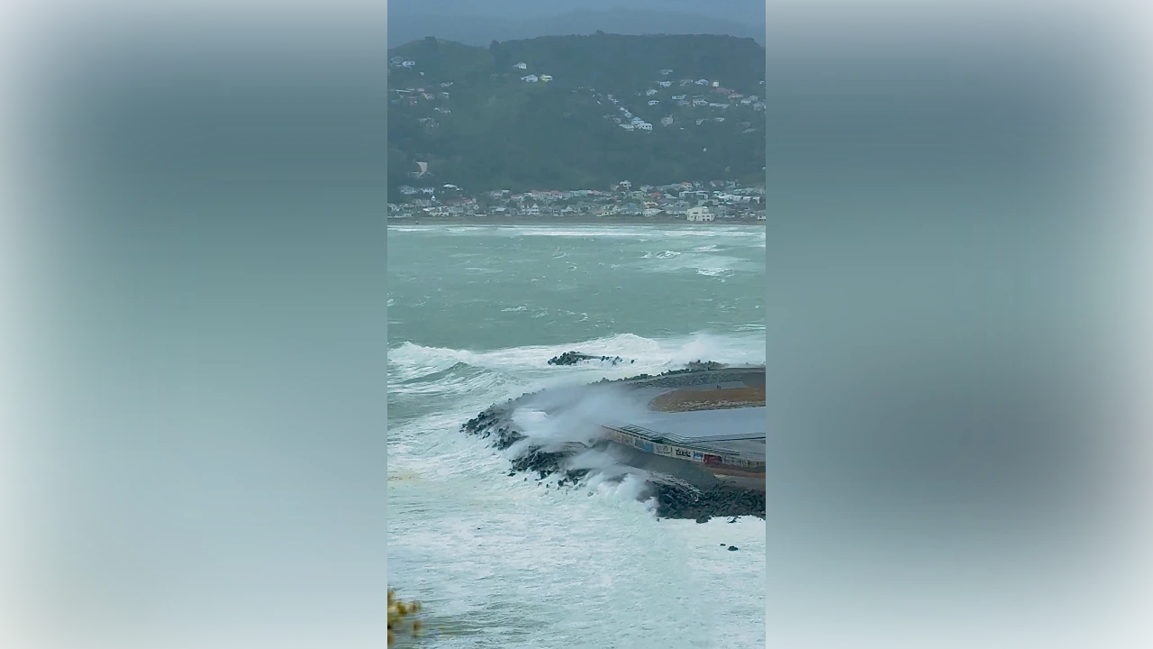 New Zealand mayor swims to prove water safe after sewage spill New Zealand mayor swims to prove water safe after sewage spill