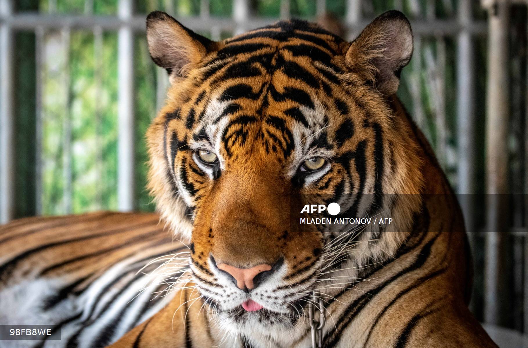 FILES-THAILAND-ANIMAL-VIRUS Virus kills dozens of tigers in Thailand park
