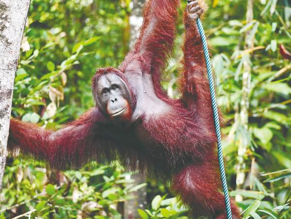 Advocating orangutan diplomacy