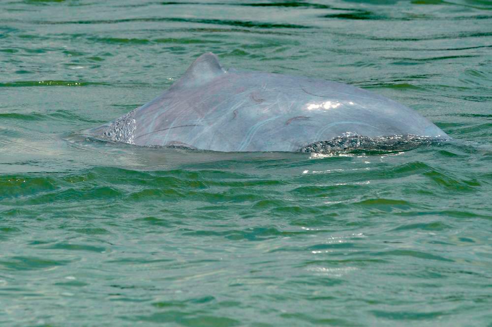 American, Asian nations working to prevent river dolphin extinction