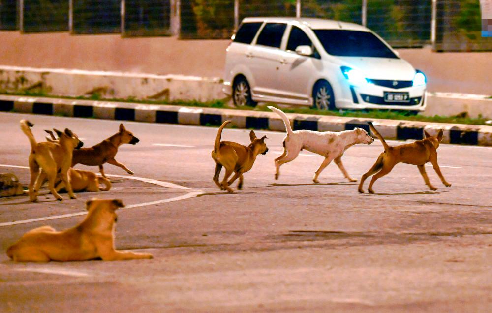 Animal cruelty cases increase by 25% Animal cruelty cases increase by 25%