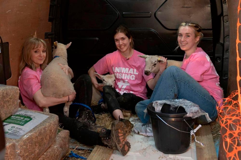 Animal rights activists ‘rescue’ lambs from farm on royal estate