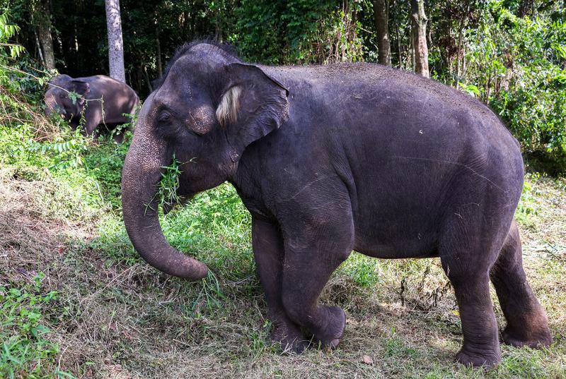 Bangladeshi plantation worker killed by wild elephant in Gua Musang Bangladeshi plantation worker killed by wild elephant in Gua Musang