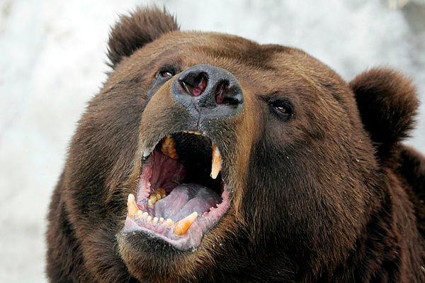 Bear attacks on people hit record high in Japan due to lack of food Bear attacks on people hit record high in Japan due to lack of food