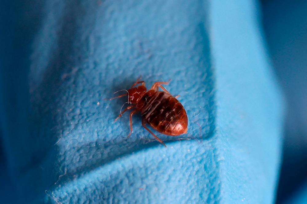 Bedbugs force closure of seven schools in France: Minister