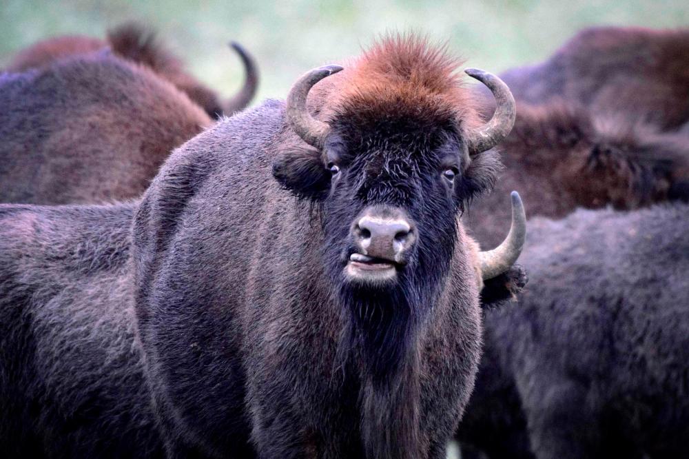 Belarus says Polish border fence threatens bison