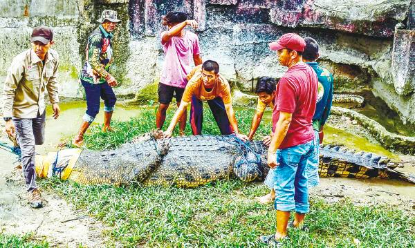 Better way needed to deal with croc attacks Better way needed to deal with croc attacks