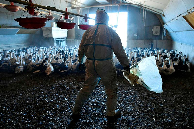 Bird flu outbreaks on German farms lead to mass culling Bird flu outbreaks on German farms lead to mass culling