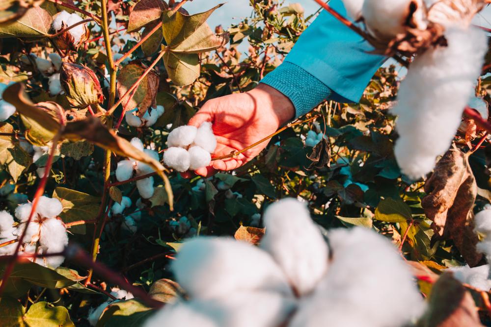 Brazil poised to become world’s largest cotton exporter, says industry leader