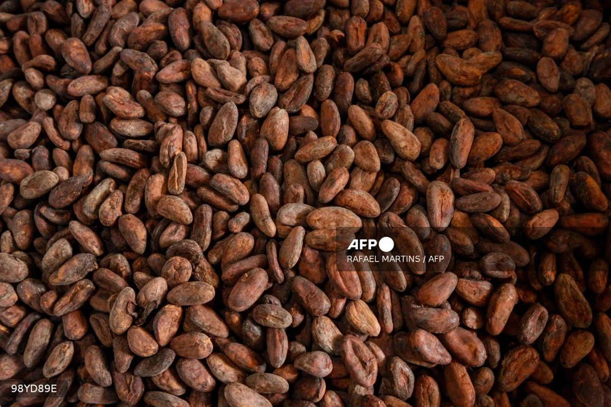 Brazil_suspends_cocoa_bean_imports_from_Ivory_Coast