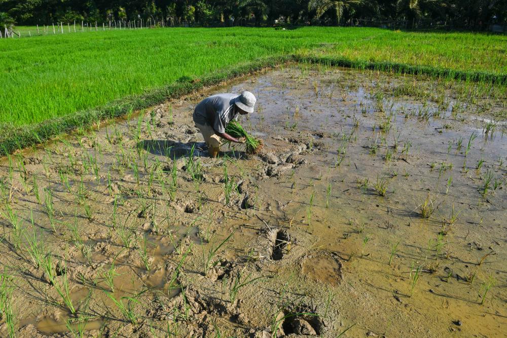 Budget 2023: Additional initiatives to serve as lifeline for paddy farmers, fishermen