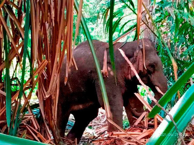 Budget 2024: RM10m allocation brings relief to farmers affected by wildlife conflicts