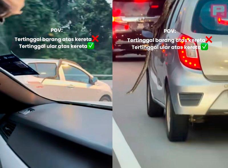 “Calmest driver ever” - Huge snake hitches ride on moving car in Putrajaya “Calmest driver ever” - Huge snake hitches ride on moving car in Putrajaya