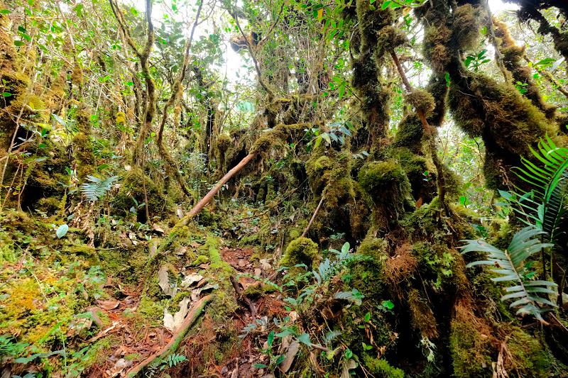 Cameron Highlands listed in The 51 Most Beautiful Places in the World Cameron Highlands listed in The 51 Most Beautiful Places in the World