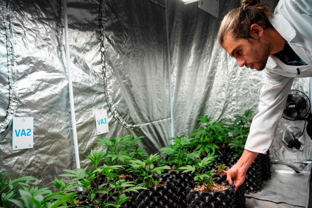 Cannabis academy bets on South Africa pot revolution