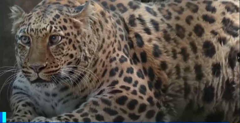 Chinese zoo gives up on weight loss plan for its famed “obese” leopard