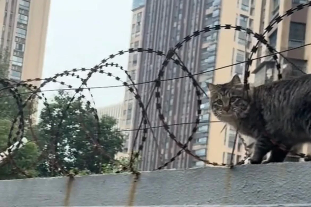 Chubby_M_sian_cat_wows_netizens_with__military_drill_