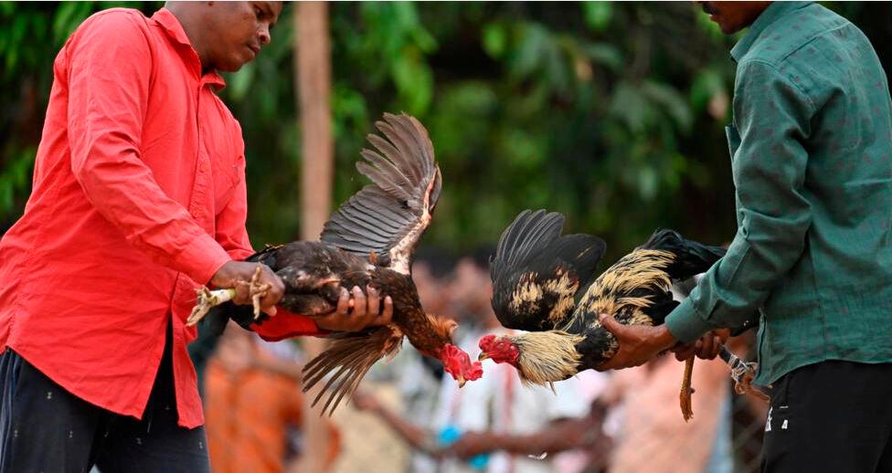 Cockfights still rule the roost in India’s forest villages