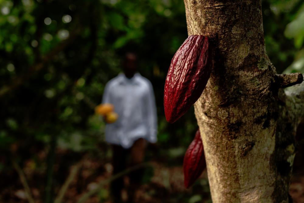 Cocoa rendezvous bears no fruit