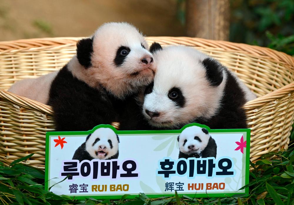 ‘Cuter in real life’: South Korea names its twin panda ‘treasures’