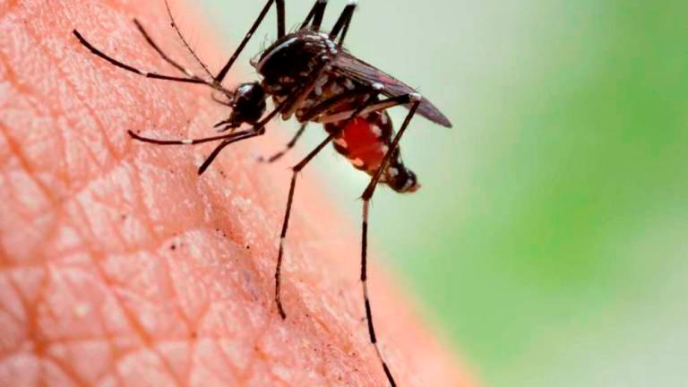 Dengue cases drop in ME23, no deaths reported Dengue cases drop in ME23, no deaths reported