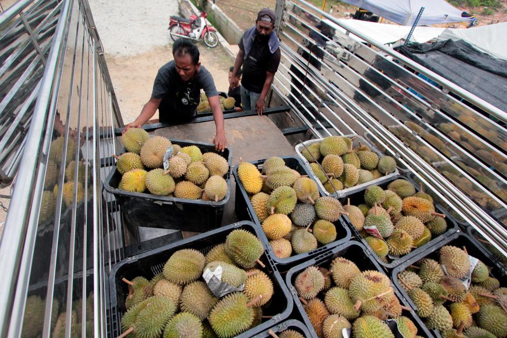 Durian becomes biggest earner of Vietnam’s fruit, vegetable export industry