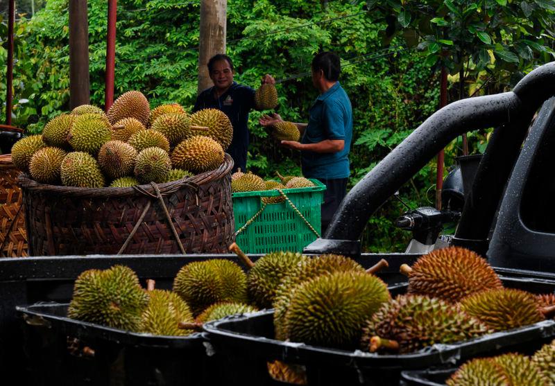 Durian harvest improving after prolonged dry spell