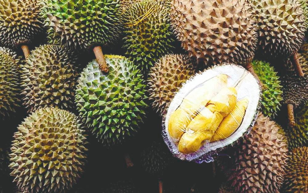Durian to make breakthrough for Vietnam’s fruit exports Durian to make breakthrough for Vietnam’s fruit exports