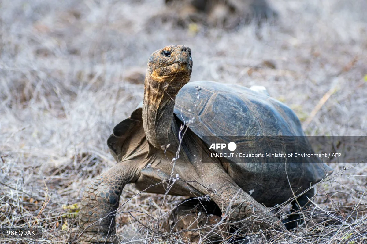 158 giant tortoises reintroduced to a Galapagos island