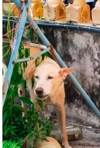 Elderly man dies in an attempt to save pet dog from being caught by council