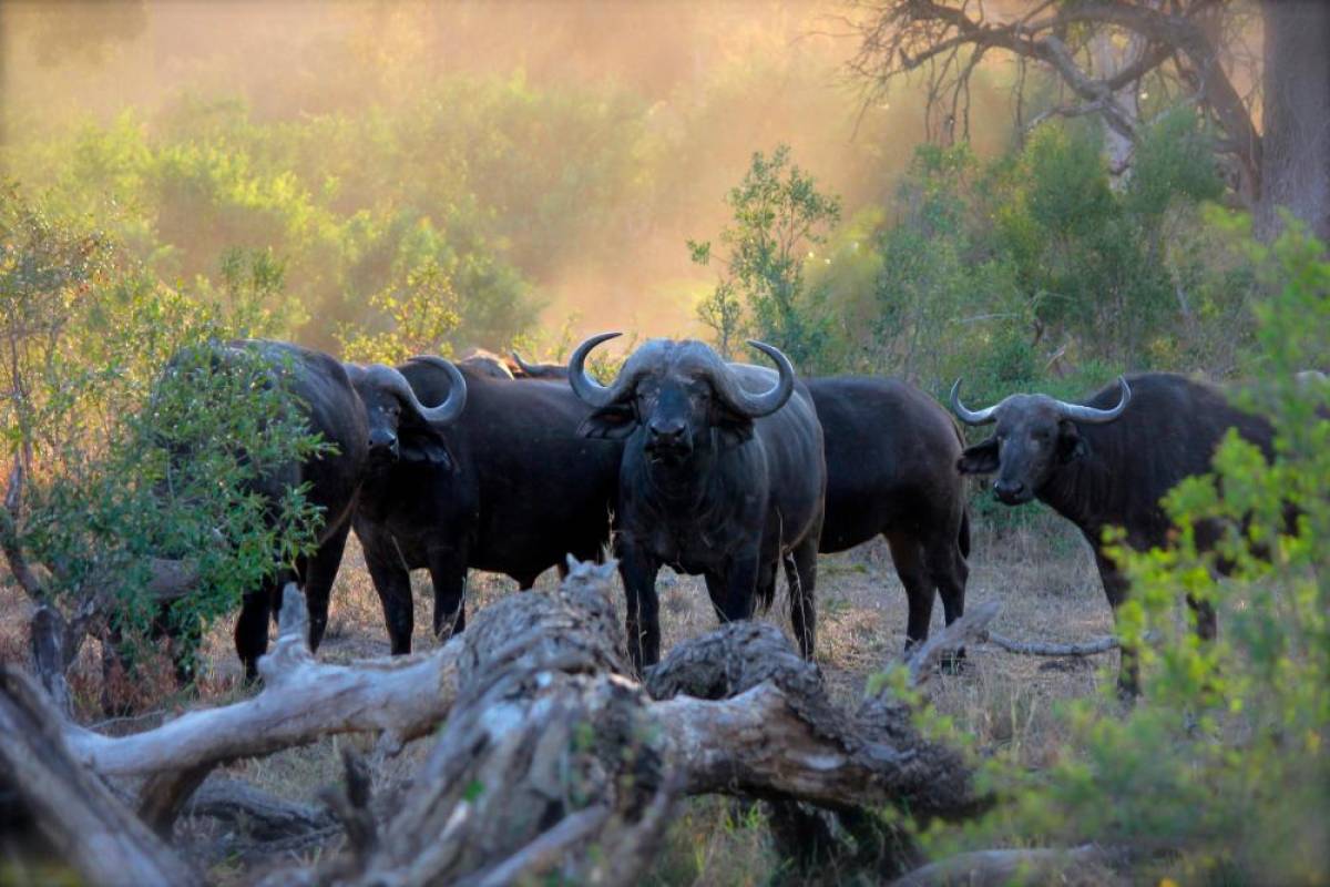 Elderly man traumatised by buffalo attack