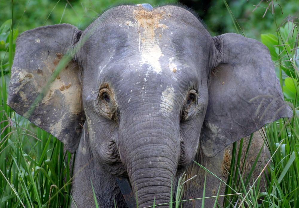 Elephants trample car after it hits calf along East-West Highway