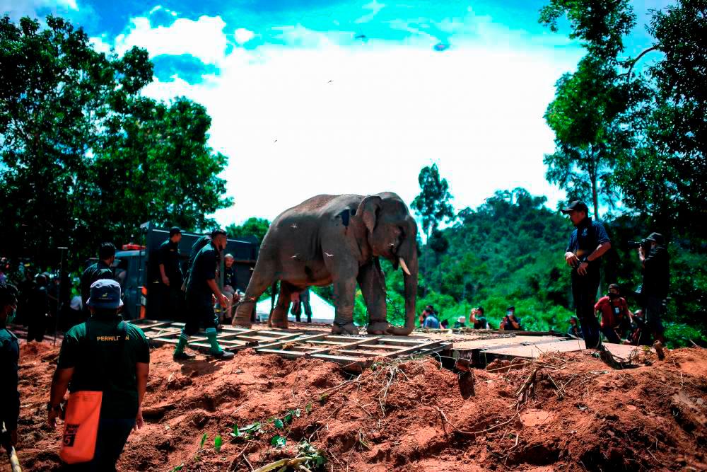 Engage youths in wildlife conservation