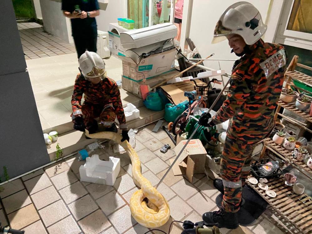 Escaped pet albino python caught by Miri Bomba personnel, handed to SFC