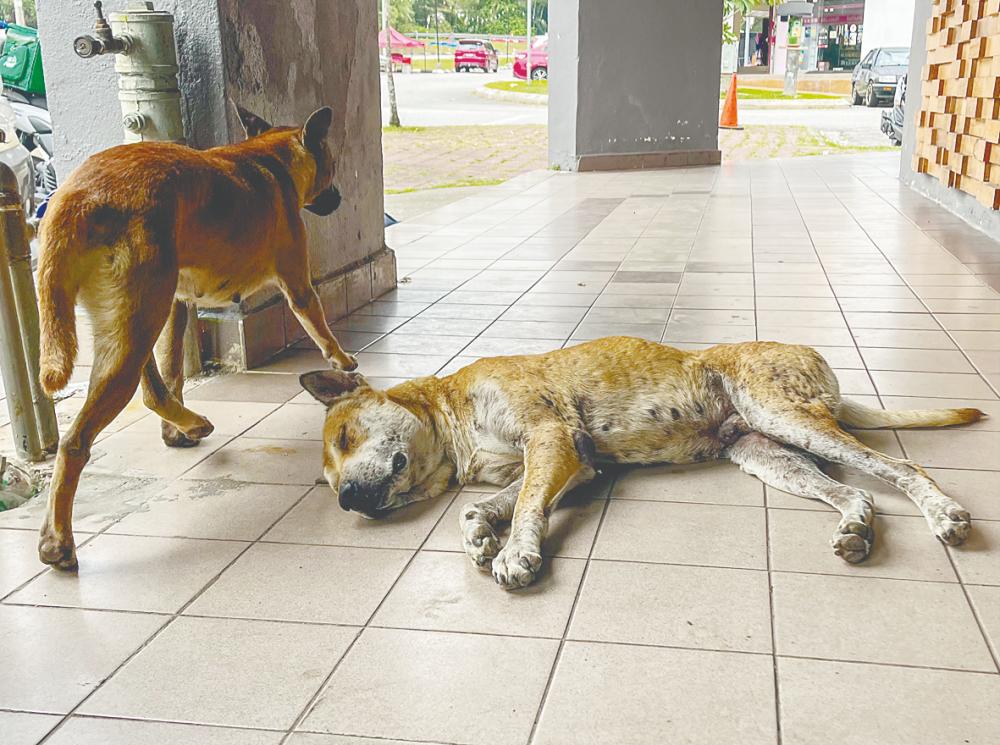 Euthanasia alternative to shooting of strays