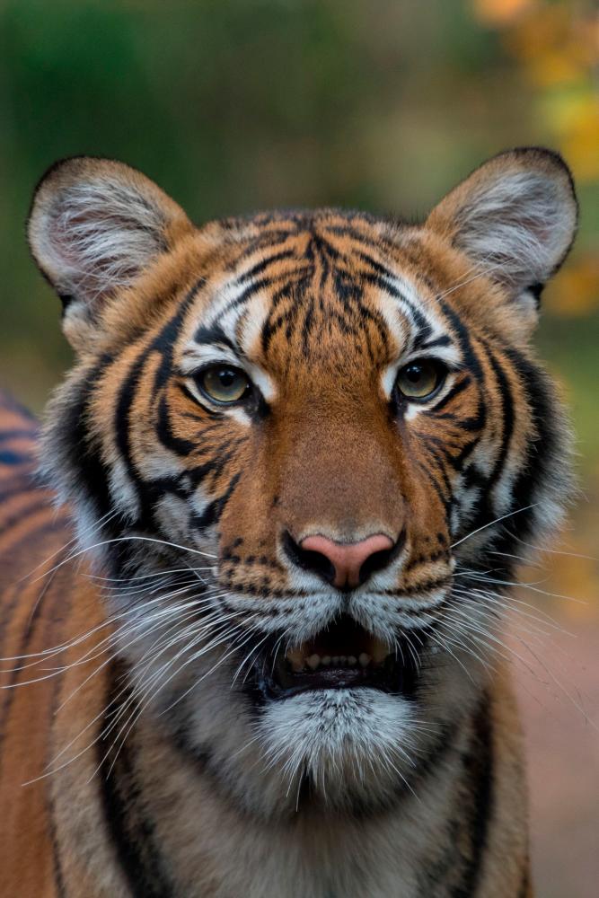 Family of Pos Pasik tiger attack victim to receive monthly pension from Perkeso Family of Pos Pasik tiger attack victim to receive monthly pension from Perkeso