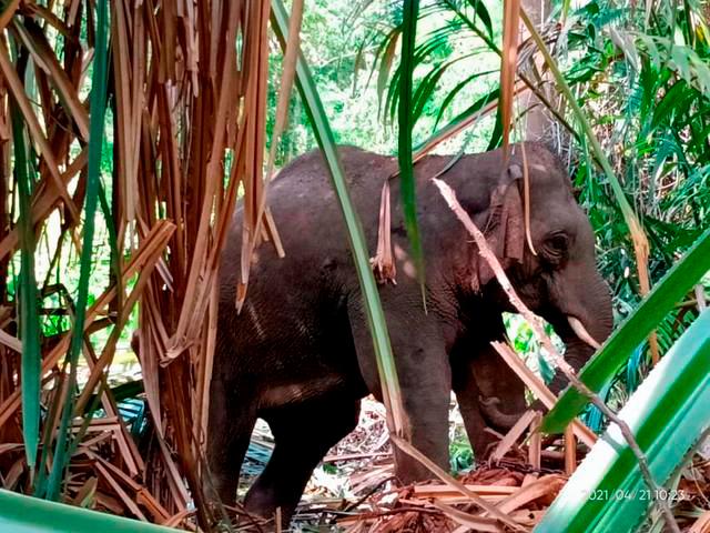 Farmers in Mersing in distress over elephant menace Farmers in Mersing in distress over elephant menace