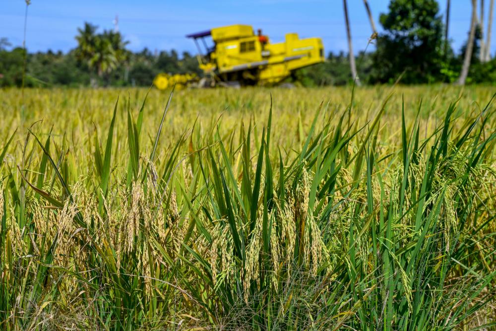 Farmers urge gov’t to review floor price for padi purchases by manufacturers Farmers urge gov’t to review floor price for padi purchases by manufacturers