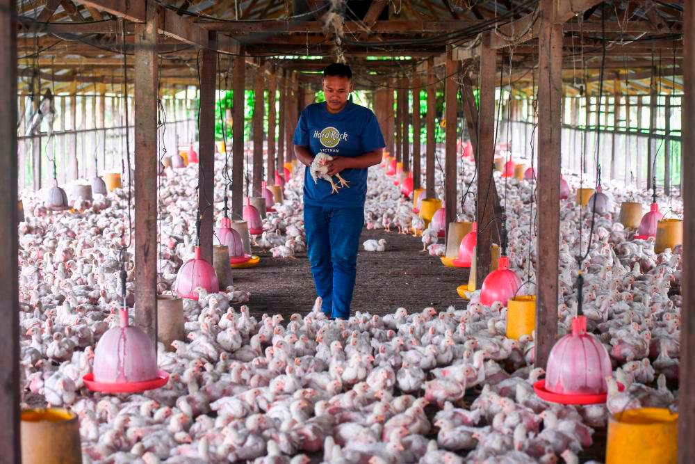 Fasa satu kompleks ternakan ayam Felcra siap sepenuhnya Februari depan